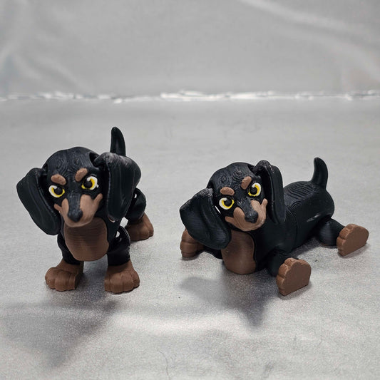 Dachshund